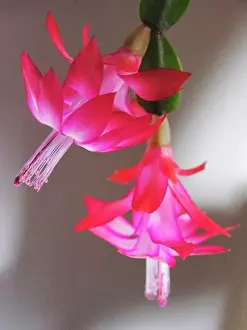 Purify: Whitsuncactus