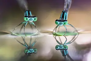 Zygoptera: Who do you think they are? - two damselflies on