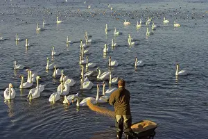 Warden: Whooper & Mute Swans (Cygnus olor) - Being Fed