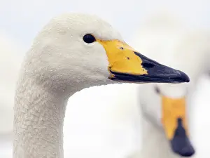 Kushiro: Whooper Swan