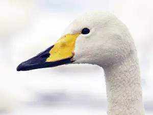 Kushiro: Whooper Swan