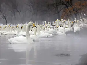 Kushiro: Whooper Swan