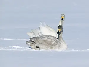 Kushiro: Whooper Swan