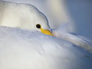 Kushiro: Whooper Swan