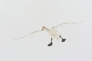 Lxe4n: Whooper Swan