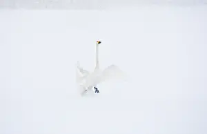 Rebro: Whooper Swan
