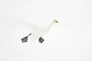 Lxe4n: Whooper Swan