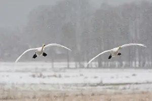 Lxe4n: Whooper Swan