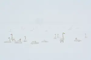 Lxe4n: Whooper Swan