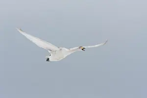 Lxe4n: Whooper Swan