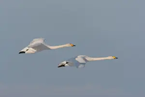 Lxe4n: Whooper Swan