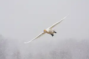 Lxe4n: Whooper Swan