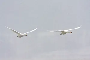 Lxe4n: Whooper Swan