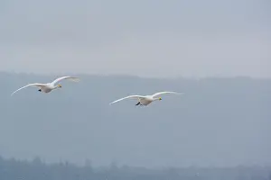 Lxe4n: Whooper Swan