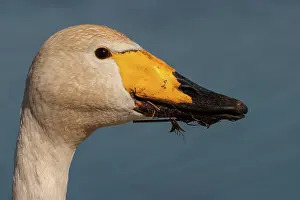 Fouraging: Whooper Swan