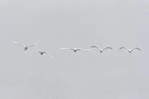 Lxe4n: Whooper Swan