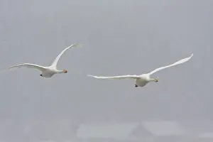 Lxe4n: Whooper Swan