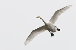 Incoming: Whooper Swan