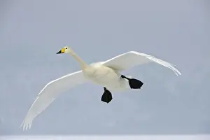 Kussharo: Whooper Swan