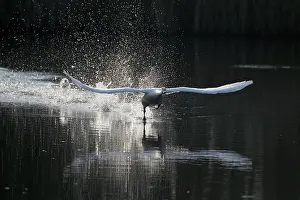 Oostvaardersplassen: Whooper Swan