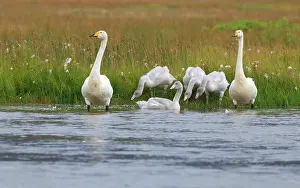 Cygnet: Whooper Swan