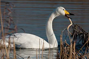 Duinen: Whooper Swan