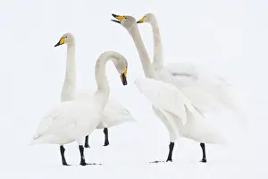 Tysslingen: Whooper Swan
