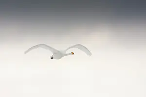 Tysslingen: Whooper Swan