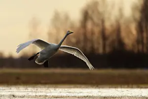 Xd6sterbotten: Whooper Swan