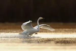 Xd6sterbotten: Whooper Swan