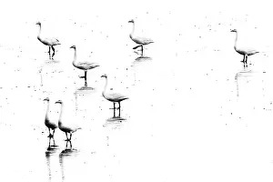 Mudflats: Whooper Swan