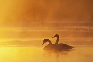 Waterleidingduinen: Whooper Swan