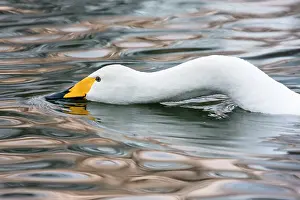 Lelystad: Whooper Swan