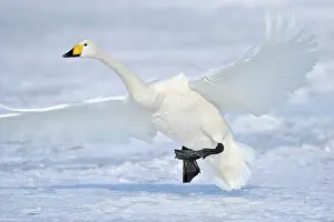 Spreaded: Whooper Swan