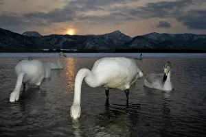 Flash: Whooper Swan
