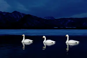 Flash: Whooper Swan