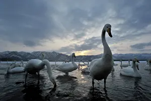 Kussharo: Whooper Swan