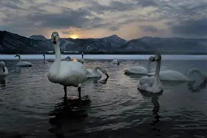 Flash: Whooper Swan
