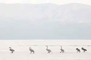 Kussharo: Whooper Swan