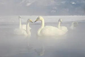 Kussharo: Whooper Swan