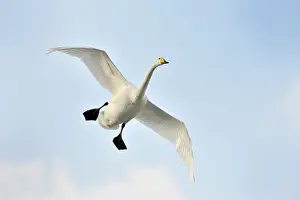 Incoming: Whooper Swan