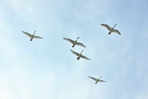 Incoming: Whooper Swan