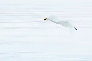 Shutter: Whooper Swan