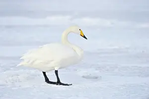 Kussharo: Whooper Swan