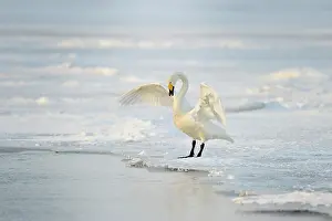 Spreaded: Whooper Swan