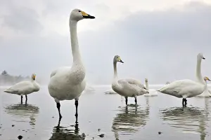 Kussharo: Whooper Swan