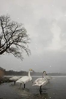 Kussharo: Whooper Swan