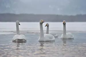 Kussharo: Whooper Swan