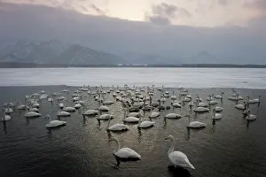 Kussharo: Whooper Swan