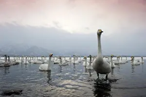 Kussharo: Whooper Swan